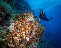 Scuba diving and exploring the coral reefs in the southern Red Sea of Egypt Royalty Free Stock Photo