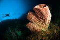 Scuba diving giant sponge bunaken sulawesi indonesia underwater Royalty Free Stock Photo