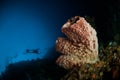 Scuba diving giant sponge bunaken sulawesi indonesia underwater Royalty Free Stock Photo