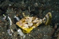 Scuba diving lembeh indonesia bristle-tailed filefish