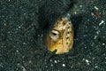 Scuba diving lembeh indonesia colorful shrimp