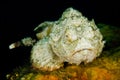 Scuba diving lembeh indonesia devil scorpionfish Royalty Free Stock Photo