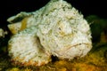 Scuba diving lembeh indonesia devil scorpionfish Royalty Free Stock Photo