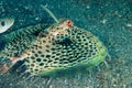 Scuba diving lembeh indonesia helmut gurnard Royalty Free Stock Photo