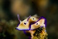 Scuba diving lembeh indonesia nudibranch diver Royalty Free Stock Photo