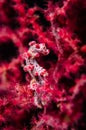 Scuba diving lembeh indonesia pygmy seahorse