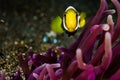 Scuba diving lembeh Indonesia saddleback anemonefish underwater