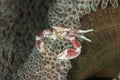 Scuba diving lembeh indonesia spotted porcelain crab underwater Royalty Free Stock Photo