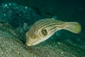 Scuba diving lembeh indonesia striped puffer