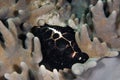 Scuba diving nudibranch lembeh indonesia diver underwater Royalty Free Stock Photo