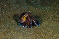 Scuba diving octopus lembeh strait indonesia underwater