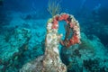 Scuba diving off the Dutch Caribbean island of Sint Maarten