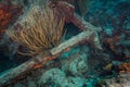 Scuba diving off the Dutch Caribbean island of Sint Maarten