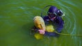 scuba diving training for lifeguards. detection of people.