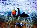 Black Ocellaris Darwin Clownfish Tank Raised Sml