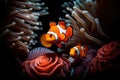 Anemonefish underwater sea ocean wildlife clownfish fish nature tropical reef anemone coral