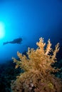 Scubadiver diving with coral