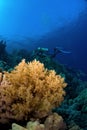 Scubadiver diving with coral