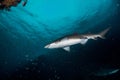 Big grey nurse shark in south west rocks, australia Royalty Free Stock Photo