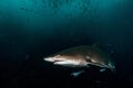 Big grey nurse shark in south west rocks, australia Royalty Free Stock Photo