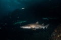 Big grey nurse shark in south west rocks, australia Royalty Free Stock Photo