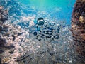 Scubadiving in Red Sea, Egypt, Sinai peninsula Royalty Free Stock Photo