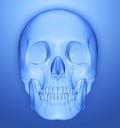 Scull 3d