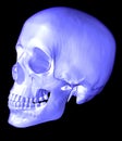 Scull 3d Royalty Free Stock Photo