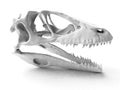 A scull of dinosaur with shadow Royalty Free Stock Photo