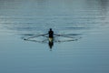 Sculler Royalty Free Stock Photo