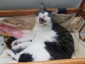 Scully ragdoll cat yawning in crib Royalty Free Stock Photo