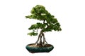 Sculpted Buttonwood Bonsai Tree Artistically Trimmed