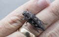 Sculpted Pine Borer Beetle crawling on skin