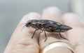 Sculpted Pine Borer Beetle crawling on skin