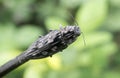 Sculpted Pine Borer Beetle