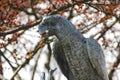 Sculpted statue of a parrot