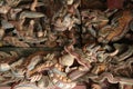 sculpted wood lintels in a temple (dinh tien houng) in ninh binh (vietnam)