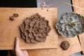 Sculpting clay plant decoration with model echeveria houseplant.