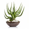 Sculptural Green Aloe Plant: Detailed Bonsai In Precisionist Style