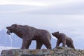Sculpture of bears. Petropavlovsk-Kamchatsky, Russia