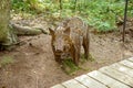 The sculpture of the boar of twigs, wild boar woven from rods