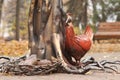 Sculpture of a chicken