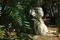 The Sphinx of Zadar, Croatia