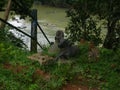 An Indian deity near the path way down the river side Royalty Free Stock Photo