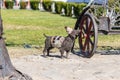 The sculpture Iron dog tied to an iron bench of the sculptor Davit Monavarlisashvili is in the Rike Park in Tbilisi city in