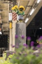 Sculpture of a little boy Manneken pee peeing and holding sunflower flowers on the quay of hamamatsucho station in Tokyo, Japan.