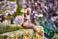 Sculpture of a little mermaid on a natural stone as a garden decoration Royalty Free Stock Photo
