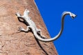 Sculpture of a lizard with another head on its tail, the detail of the sundial in Florence