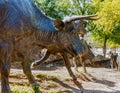 Sculpture of Longhorn cattle on a trail Royalty Free Stock Photo