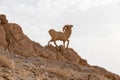 Sculpture of a mountain goat in Atlas mountain Royalty Free Stock Photo